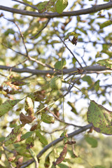 Nut on the tree