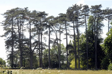 Alignement d'arbres au bords d'un champ, département du Calvados, Normandie, France
