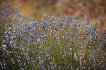 Lavender field in France