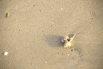 shell that is placed at the beach by the sea in the morning, see and feel the peace