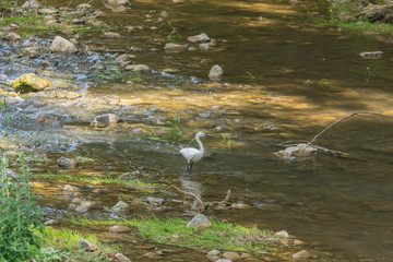 Schneereiher in seinem Revier