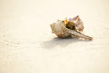 shell that is placed at the beach by the sea in the morning, see and feel the peace