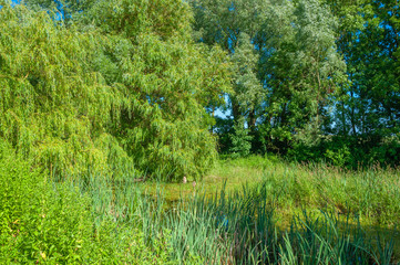Small biotope in Putgarten