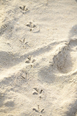 The footprints of animals that walk on the beach by the sea