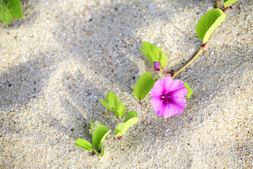 Convolvulus morning flowering sea on the beach by the sea, Can be used as the medicine poisonous jellyfish