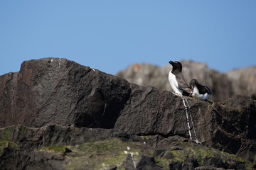 Razorbill Pair (Alca torda) on rocks at nesting site, and breeding colony