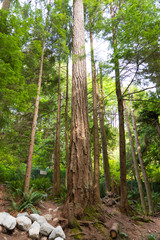 Obraz premium カナダ バンクーバー キャピラノ