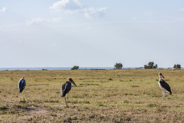 Obraz na płótnie Canvas marabou big birds in Kenya 