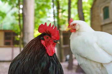 Black rooster and white hen
