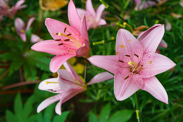 Fototapeta premium Pink lilies in the garden