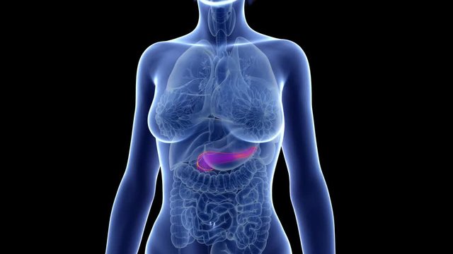 medically accurate 3d animation of the pancreas