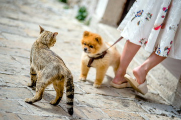 Grey the stray cat, looking for Pomeranian 