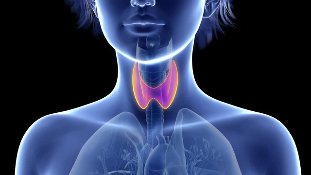 medically accurate 3d animation of the thyroid gland