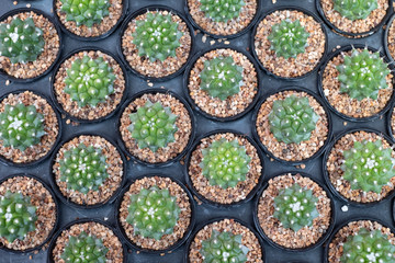Close up Group of cactus in pot.