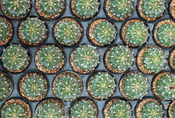 Close up Group of cactus in pot.