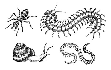 Big set of insects. Bugs Beetles Snail, Worm Centipede Ant Scolopendra Tattoo. Vintage Pets in house. Engraved Vector illustration.