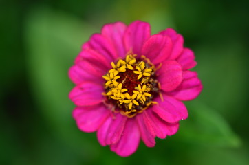 Obraz premium Blumen 2018