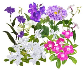 Flowers realistic vector