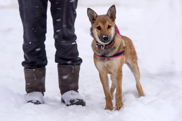Red puppy among snow