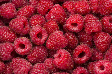 Raspberry with drops of water, many freshly picked ripe red fruits, closeup, natural background 