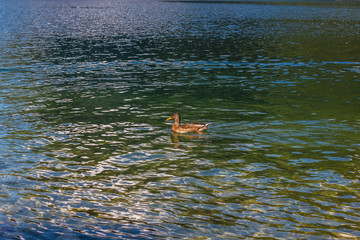 Duck in a lake