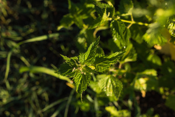 Nettles