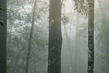 Abstract fog and light in tropical jungle Asia Thailand