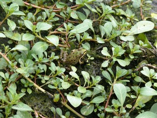 Grenouille verte dans la végétation au bord du lac de Grand Lieu en Loire atlantique. France