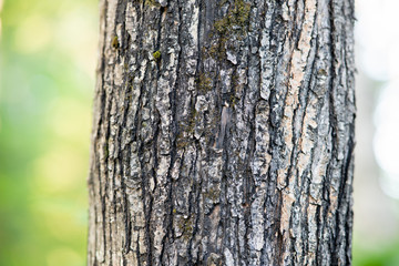 Pine tree bark