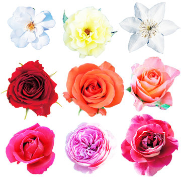 set of beautiful roses, flowers, isolated on a white