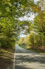 Woodland scenery in the Forest of Dean, Gloucestershire, England.