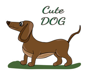 Cute dog isolated on the white background