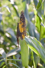 Destroyed crops of corn field