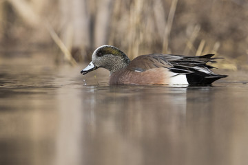 Beauriful male american wigeon duck in spring
