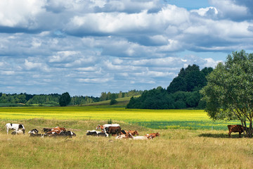 Cows on a green field and blue sky.
