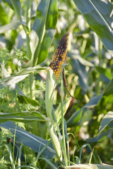 Destroyed crops of corn field