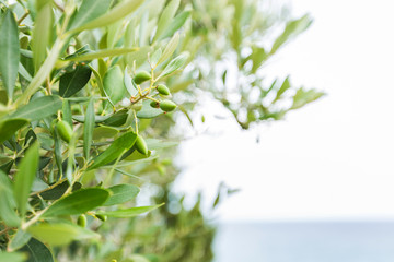 Olives on olive tree