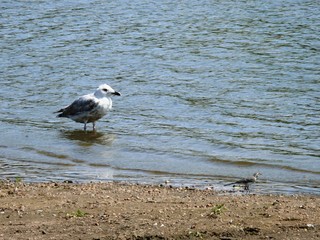 Mouette juvénile et bergeronette au lac de Grand Lieu en Loire atlantique. France