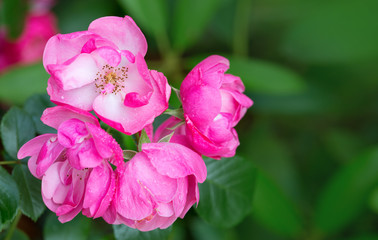 Closeup of pink rose .