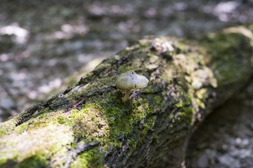 Inedible mushrooms grow on stumps in the forest.