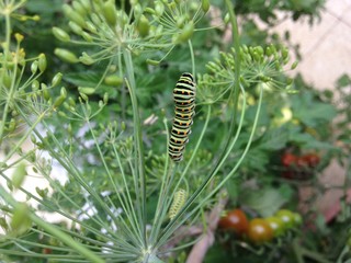 Raupe Schwalbenschwanz 3