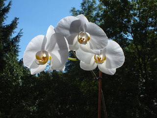 storczyk biały kwiaty botanika piękno przyroda