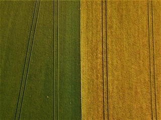 Aerial photo of a wheat field