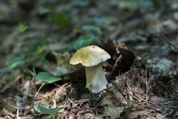 A beautiful white fungus grows in the forest.