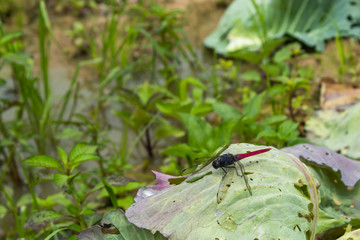 Red dragonfly on the cabbage leaves.