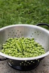 Fresh green peas in a strainer 