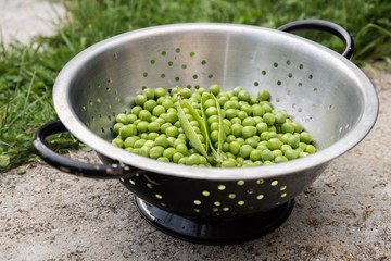 Fresh green peas in a strainer 