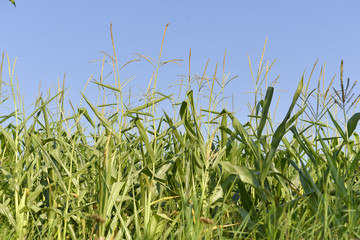 Fototapeta premium Corn field at sunnt day