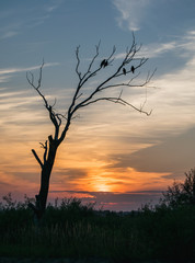 Mystic sunset: the silhouette of a tree without leaves with sitting crows