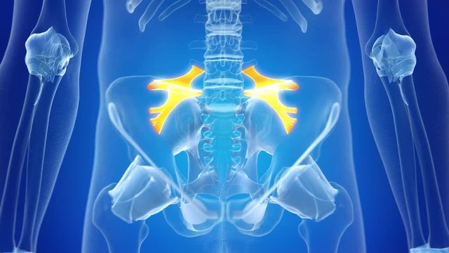 3d rendered medically accurate animation of the iliolumbar Ligament